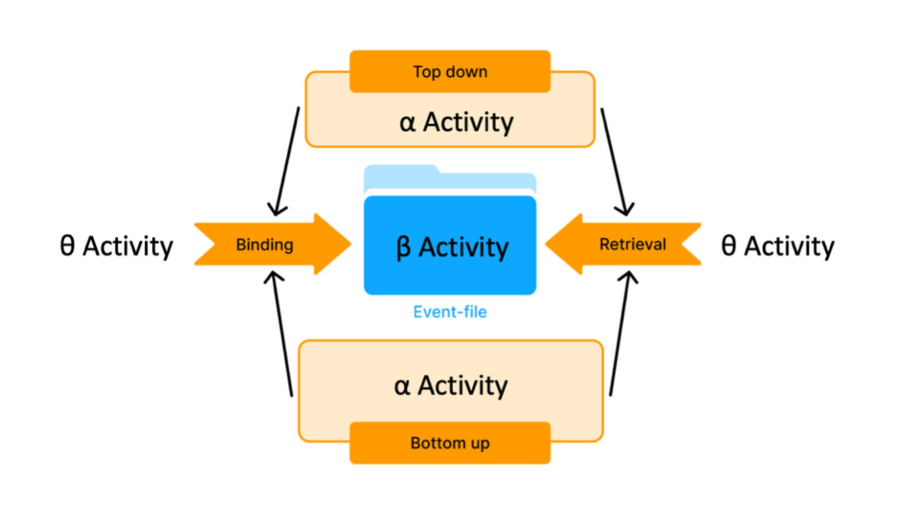 Neurophysiological processes reflecting the effects of the immediate past during the dynamic management of actions Neurophysiological processes reflecting the effects of the immediate past during the dynamic management of actions